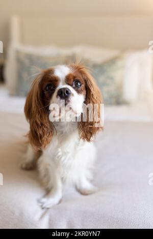 A Cavalier King Charles Spaniel puppy relaxes in a bedroom. Stock Photo