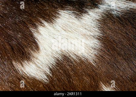 Brown with white spots fur close up Stock Photo