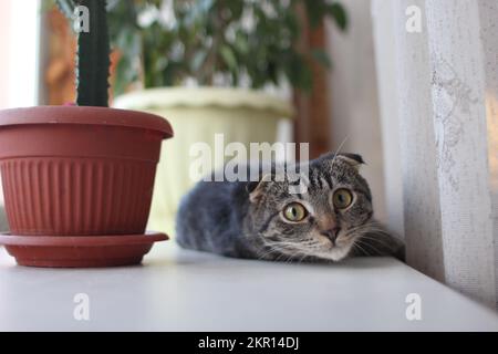 Gray domestic cat lying on the windowsill Stock Photo