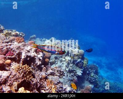 The fivestripe wrasse (Thalassoma quinquevittatum), underwater scene into the Red sea, Egypt Stock Photo