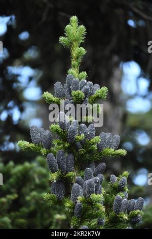 Subalpine fir cones budding in summer. Purcell Mountains in the Kootenai National Forest, northwest Montana. (Photo by Randy Beacham) Stock Photo