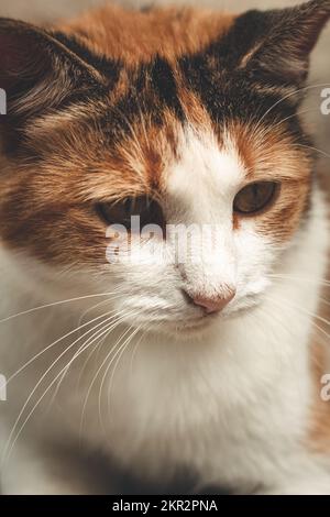 Pet Cat Looking Peacefully off to the Side Stock Photo