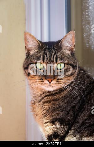 tabby cat looking straight into the camera with serious look Stock Photo
