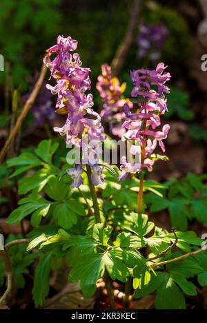 Close-up of backlit, purple flowering hollow larkspur (Corydalis cava, also known as hollow root) in a springtime forest in Germany Stock Photo