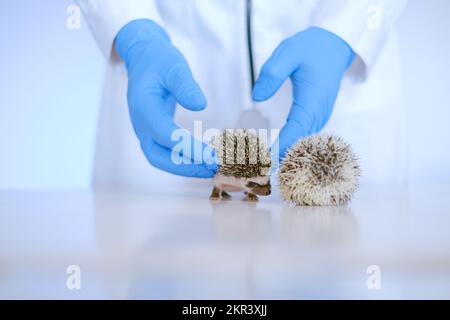 pet doctor.hedgehog health.prickly pets in the hands of a veterinarian in medical gloves. Stock Photo