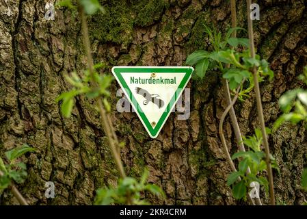 The sign 'Naturdenkmal' on the trunk of an old oak tree marks it as a natural monument worthy of protection Stock Photo