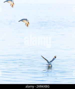 seagull flitting above water surface with one feeding. Stock Photo