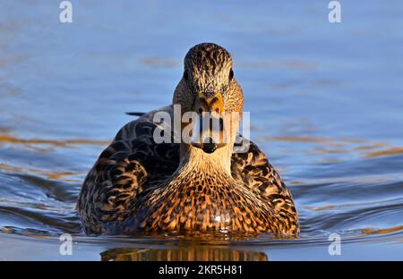 An image of a female mallard duck Anas platyrhynchos; swimming toward the photographer Stock Photo