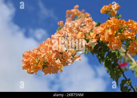 Orange bougainvillea glabra Stock Photo