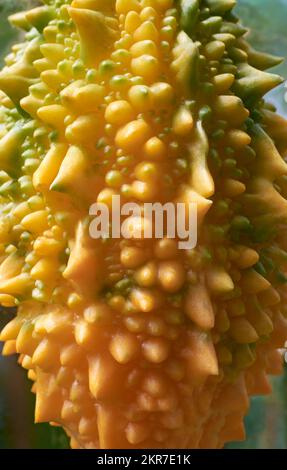 close-up of ripening bitter gourd skin surface, textured full frame food background, soft focus Stock Photo