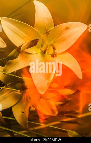 Artistic double exposure on a white lily flower and the scorching embers of a fire. Flames of intimacy Stock Photo