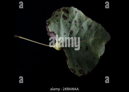 The gall formed by gall forming aphids in the Pemphigus genus on poplar or cottonwood trees, from California, USA. Stock Photo