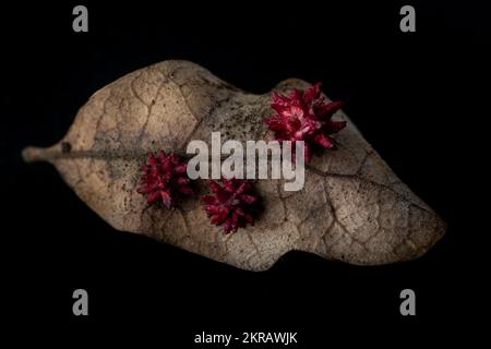 The urchin gall wasp (Cynips quercusechinus) creates these unusual galls on oak leaves. Macro taken in California, USA. Stock Photo