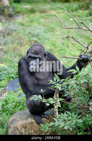 A Western Lowland gorilla at Bristol Zoo. Stock Photo