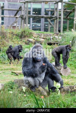 Western Lowland Gorilla (Gorilla gorilla gorilla) silverback feeding on ...