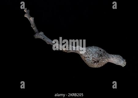 The gall of an oak wasp in the Callirhytis genus from California, USA. Stock Photo