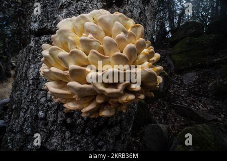 Western Hardwood Sulphur Shelf (Laetiporus gilbertsonii) growing on an oak tree in California, USA. Stock Photo