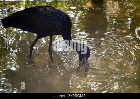The African Openbill (Anastomus lamelligerus) walking in water Stock Photo