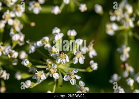 Pleurospermum austriacum flower growing in mountains Stock Photo