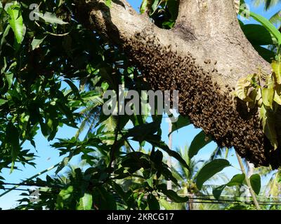 Herd of bees building beehive on tree trunk with green leaves in background, Social participation of honey bee Stock Photo