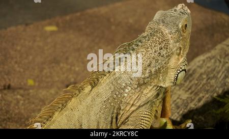Close up big yellow iguana or lizard as animal pet lover collection and business cultivation or zoo Stock Photo