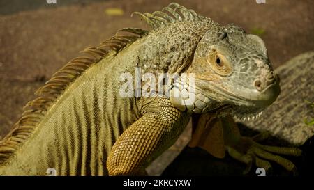Close up big yellow iguana or lizard as animal pet lover collection and business cultivation or zoo Stock Photo