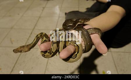 palm hand with two small black brown snakes coiled around each other Stock Photo