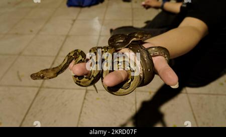 palm hand with two small black brown snakes coiled around each other Stock Photo