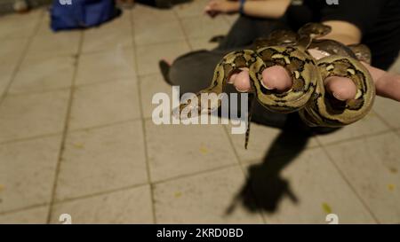 palm hand with two small black brown snakes coiled around each other Stock Photo