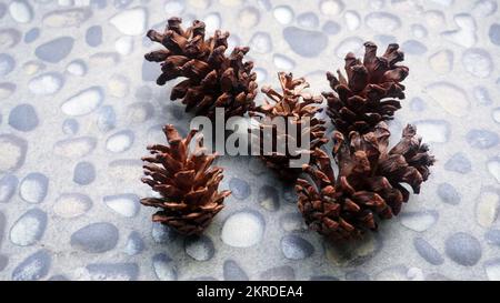 Close up hand holding pine flower for template background Stock Photo