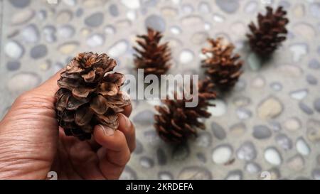 Close up hand holding pine flower for template background Stock Photo