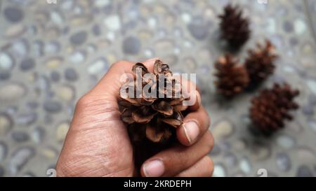 Close up hand holding pine flower for template background Stock Photo
