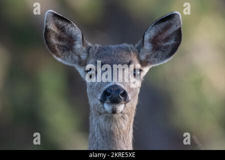 A close up portrait of a female deer or doe from California, USA, North America. Stock Photo