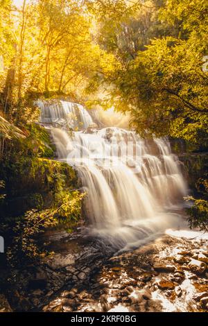 Fall of remote jungle waters captured in a long peaceful morning exposure. Liffey Falls State Reserve, Tasmania, Australia Stock Photo