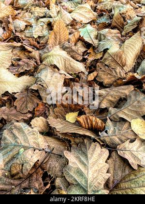 Low angle of dried fallen leaves under dense autumn trees in a forest ...