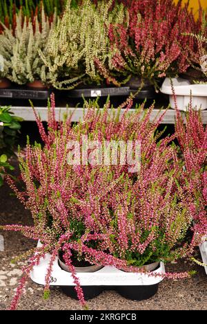 Multicolored heather flowers bloom in a flower pot. Green, pink, purple and white. Calluna vulgaris. Street store. Autumn. Stock Photo