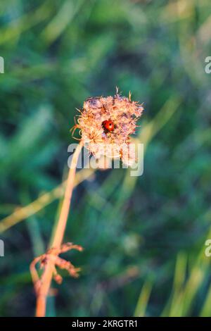 A Ladybug on dry thistle in autumn in the evening Stock Photo