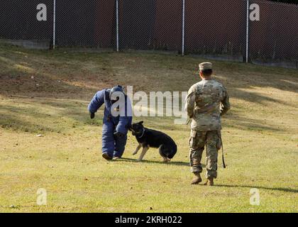 Military working dog handlers with the 901st Military Police Detachment at Camp Zama demonstrate how the detachment’s dogs can be used for law enforcement and force protection. (Photo credit: Momoko Shindo) Stock Photo