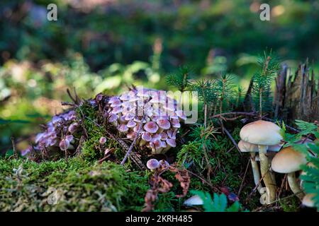 The Sulphur Tuft, Hypholoma fascuiculare, is a poisonous mushroom , stacked macro photo Stock Photo