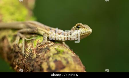 Common basilisk (Basiliscus basiliscus) is a species of lizard in the family Corytophanidae. Stock Photo