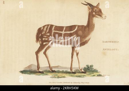 Bushback, male, Tragelaphus scriptus. Harnessed antelope, Antilope ...