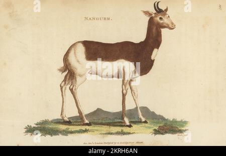 Dama gazelle, Nanger dama, critically endangered. Also known as the addra gazelle or mhorr gazelle. Nanguer, Antilope dama. Handcoloured copperplate engraving by James Heath from George Shaw’s General Zoology: Mammalia, Thomas Davison, London, 1801. Stock Photo