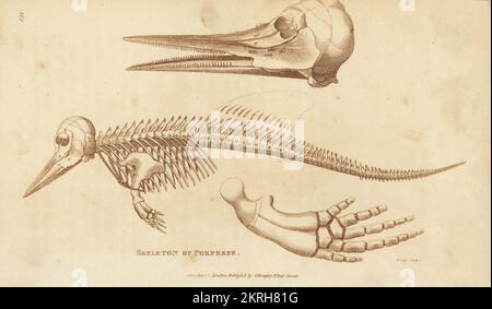 Skeleton of Porpoise Stock Photo - Alamy