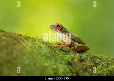 Rufous-eyed brook frog or rufous-eyed stream frog (Duellmanohyla rufioculis), is a species of frog in the family Hylidae. Stock Photo