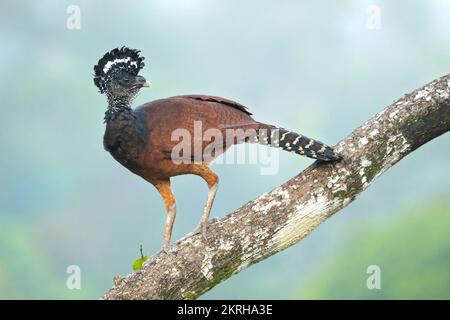 Great curassow (Crax rubra) is a large, pheasant-like bird from the Neotropical rainforests Stock Photo