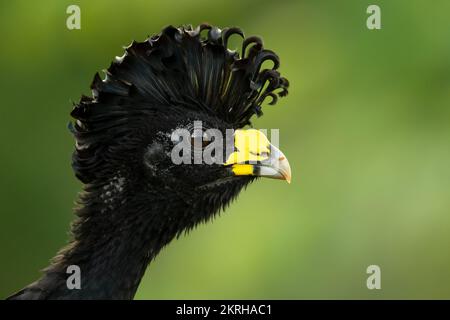 Great curassow (Crax rubra) is a large, pheasant-like bird from the Neotropical rainforests Stock Photo