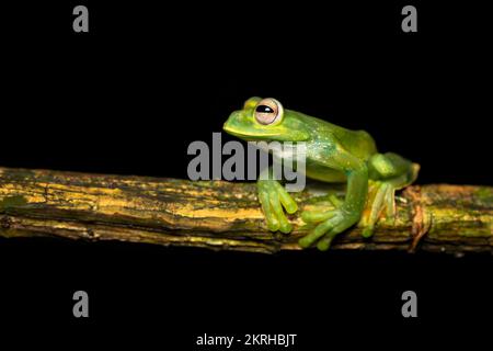 Palmer's tree frog Stock Photo