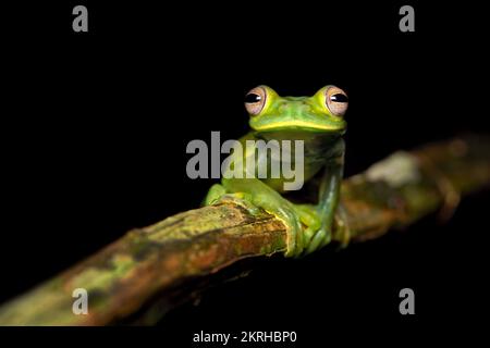 Palmer's tree frog Stock Photo