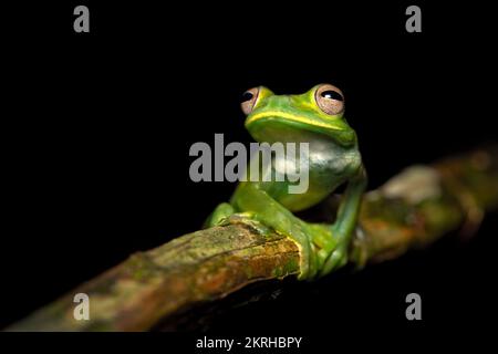 Palmer's tree frog Stock Photo