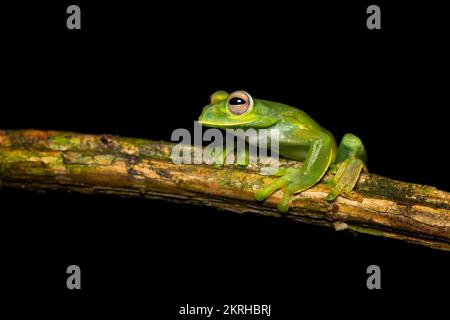 Palmer's tree frog Stock Photo